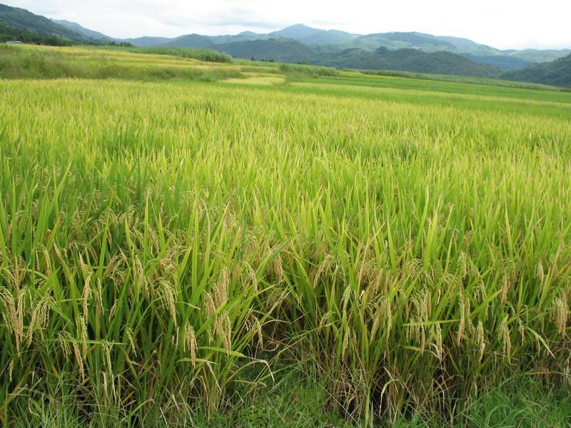 農作物病害檢測儀，為農戶種植提供便利條件