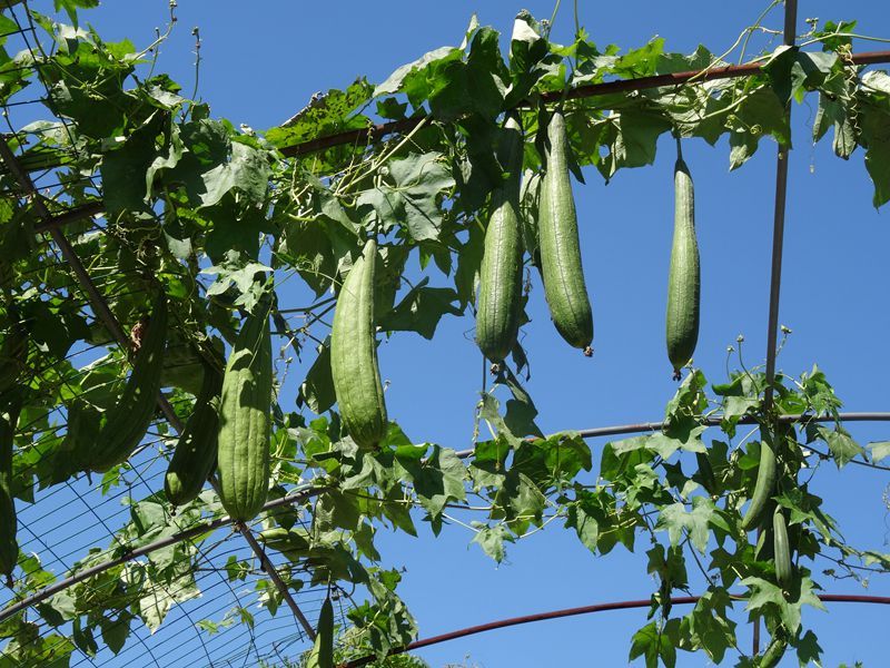 夏季種植絲瓜需要注意什么